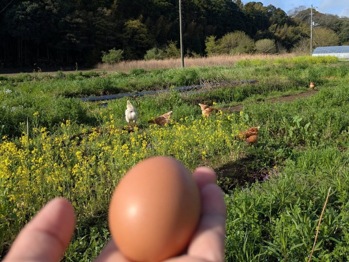 創命たまご
